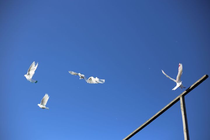 Белый голубь – символ мира