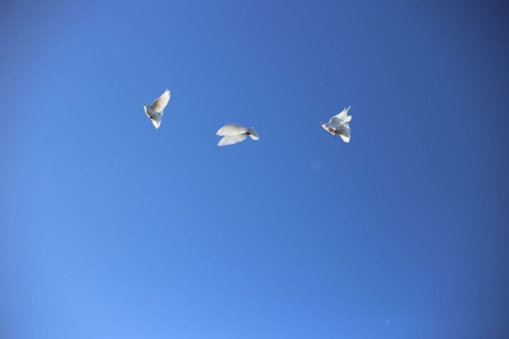 Белый голубь – символ мира