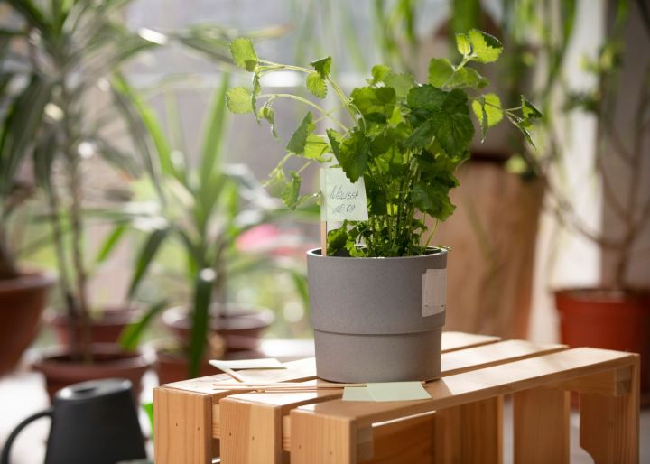 Как правильно ухаживать за домашними растениями