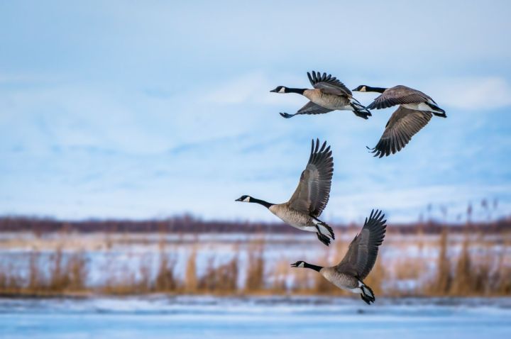 Волшебство миграции: Как птицы покоряют небеса в поисках тепла