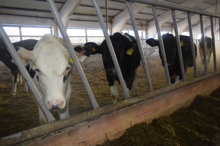 Шәхси хуҗалыклардагы терлекләрне исәпкә алу башлана
