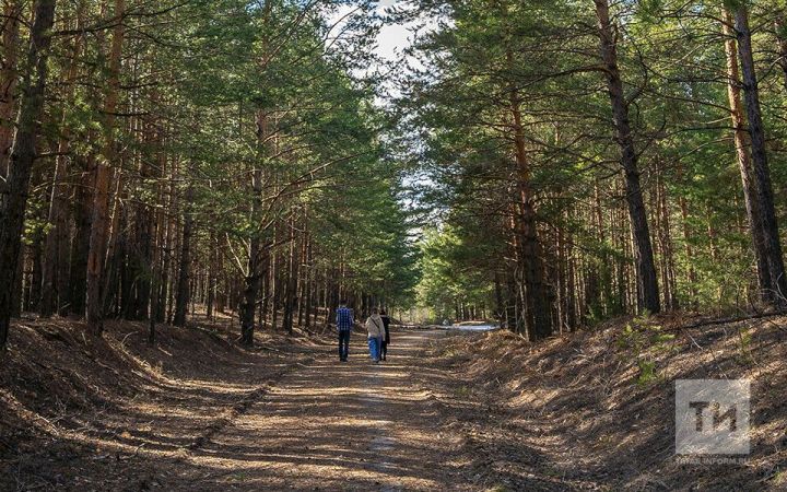 Татарстанцам ограничат посещение лесов на три недели