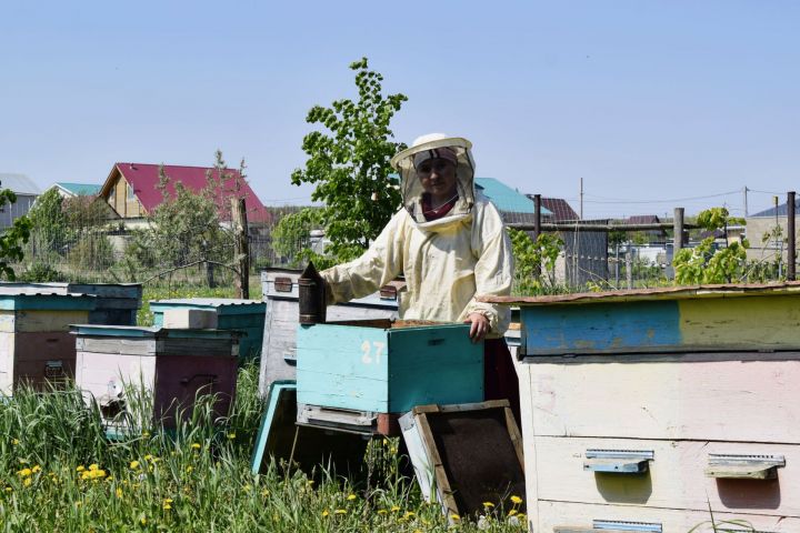 Зифа Габдрахманова: «Пчелы – славные труженики!»