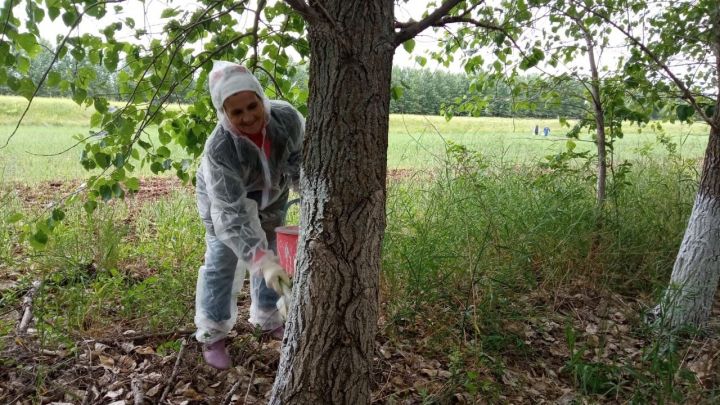 В Князевском сельском поселении провели субботник по побелке деревьев на посадке