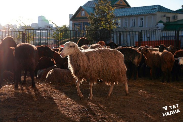 Татарстанцев призвали покупать жертвенных животных на Курбан-байрам только в республике
