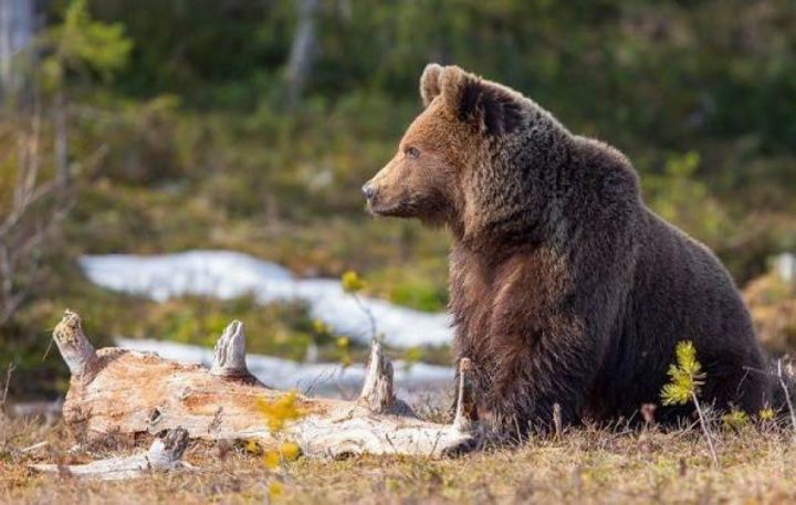 Бурых медведей исключат из Красной книги Татарстана