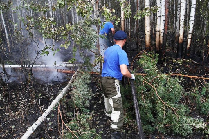 «Экстремальное лето»: Татарстан в пятый раз закрыл леса и борется с нашествием гусениц