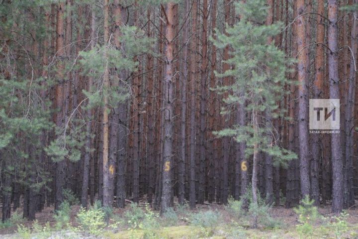 За этот год количество возгорания лесов в Татарстане увеличилось почти в три раза