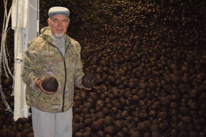 Бәрәңгесе дә уңган, чөгендере дә ис китәрлек!