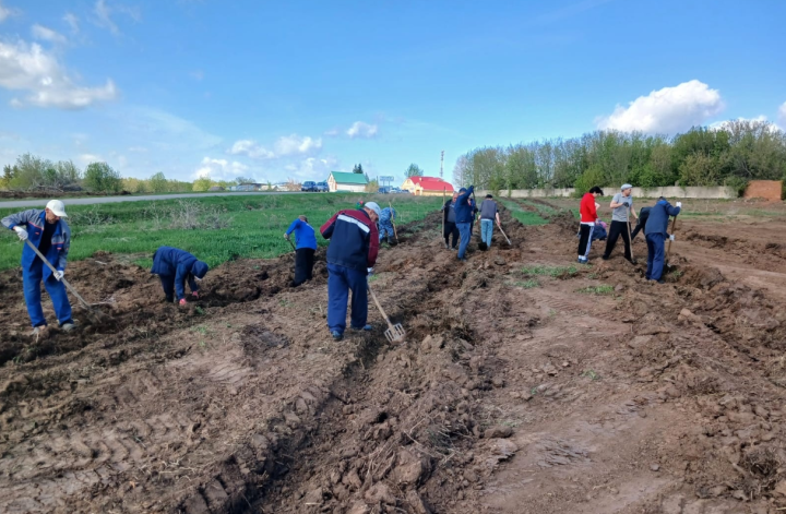 В деревне Новый Байлар высадили 700 саженцев берёзы и сосны