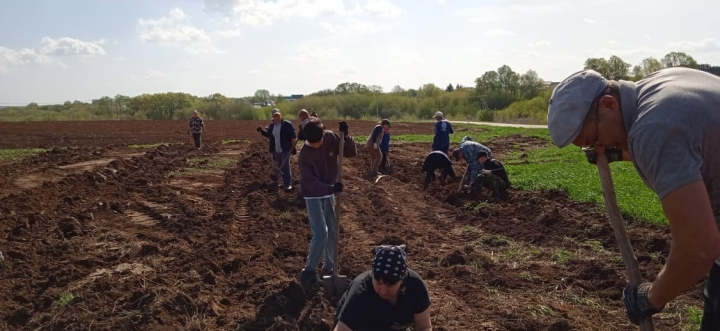 В деревне Новый Байлар высадили 700 саженцев берёзы и сосны