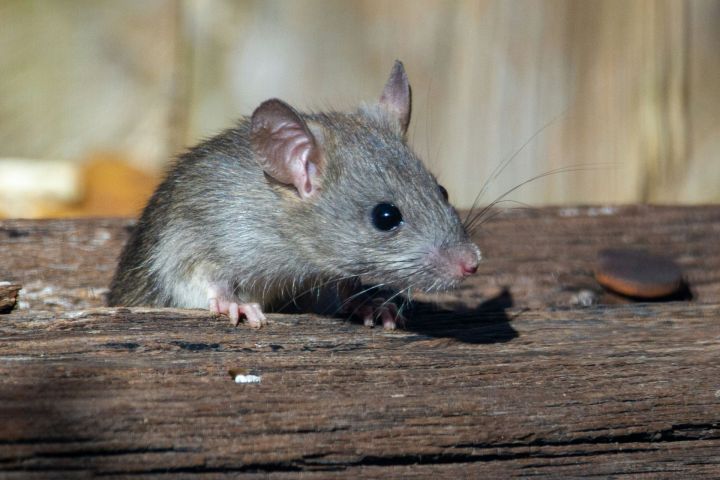Тукаевский район: Опасность заражения мышиной лихорадкой