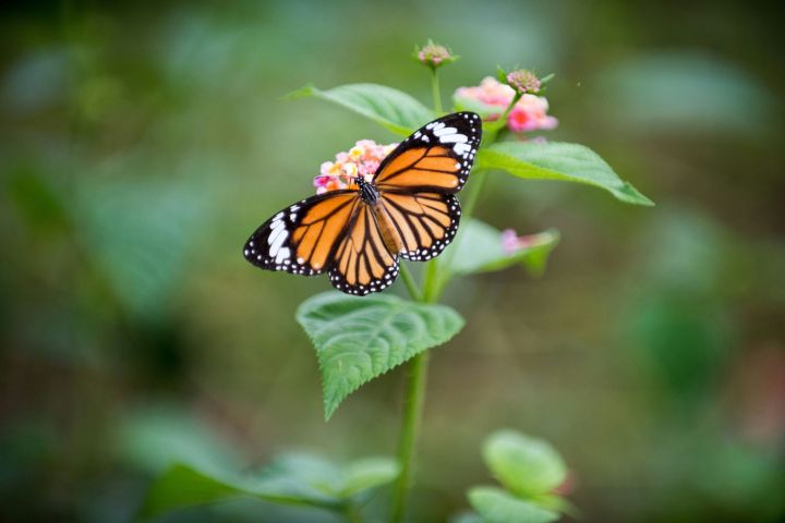 Как привлечь бабочек в сад: топ-10 растений для создания привлекательной среды