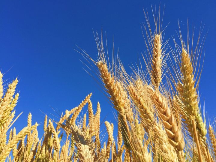 Новый зерновой хаб в Тукаевском районе: соглашение подписано