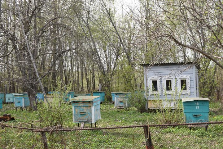 Тукаевский район: Пчелы – источник жизни