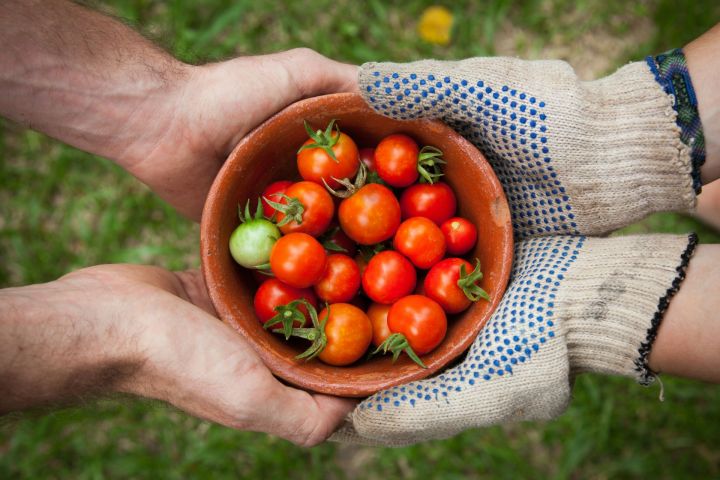 Секреты плодородия: как достичь успеха в саду и на огороде