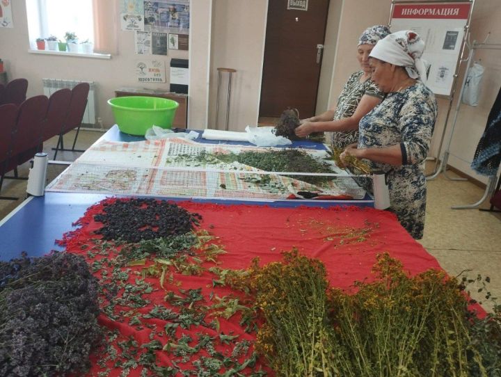 Куадылылар үлән чәе җыялар