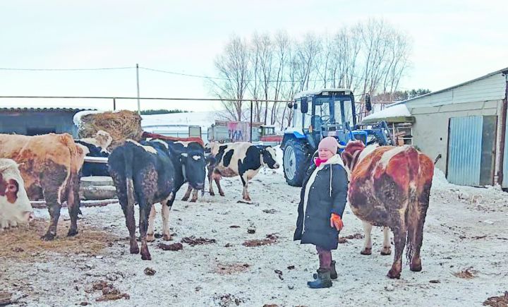 Корова на дворе – еда на столе