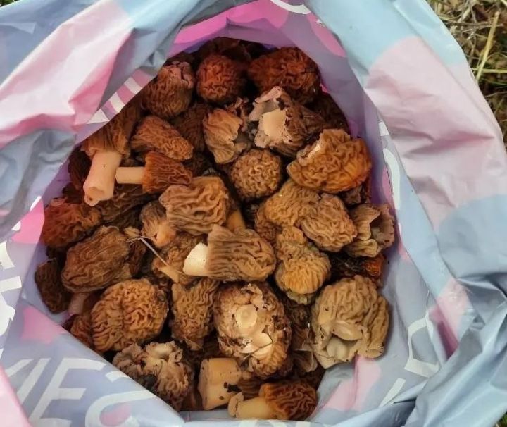 Кәҗә гөмбәсен (сморчки) җыеп алып кайткач та ашарга тәмле
