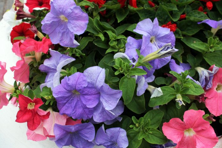 Татарстанда 24 градуска кадәр җылы һәм яшенле яңгыр көтелә