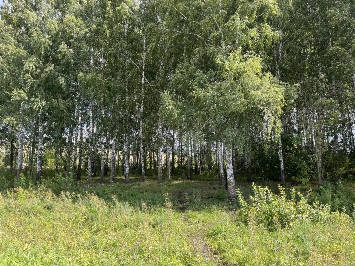 Дожди и до +23 градусов прогнозируют в Татарстане 26 августа