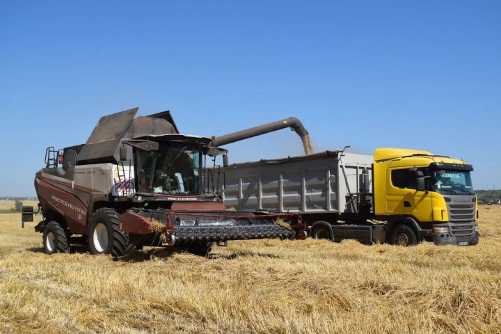Аграрийлар 95 мең тоннага якын бөртекле культура җыйган