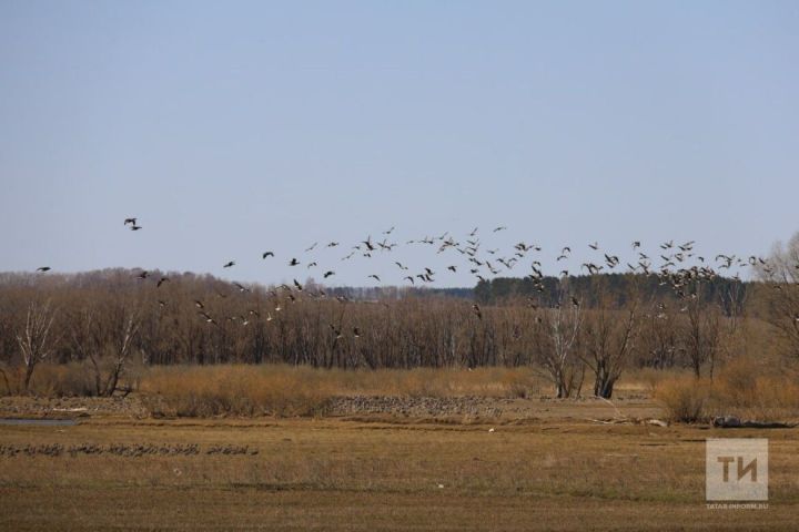 Татарстанда кошларга көзге ау сезоны ачылды